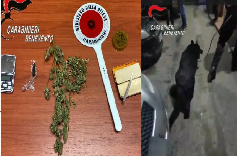 Coltivazione di marijuana nella terra del Santo, le immagini del blitz. VIDEO