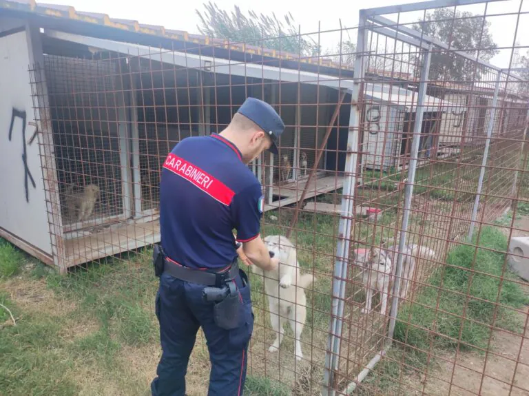 Carabinieri e Asl scoprono canile lager in una palazzina