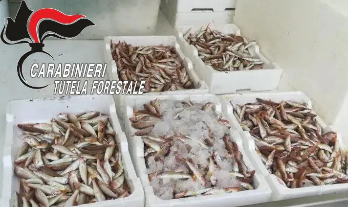 Pesce senza tracciabilità, scatta il sequestro per rischio Epatite: 100 chili tolti dal mercato