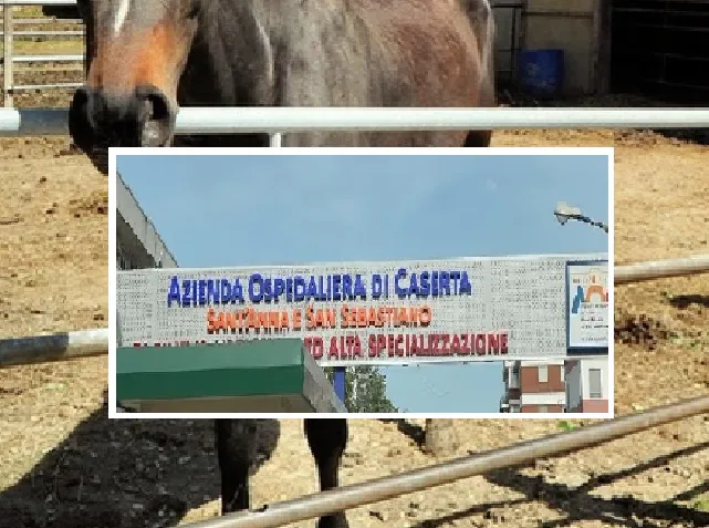 Adolescente cade da cavallo e batte la testa: corsa drammatica. Le sue condizioni