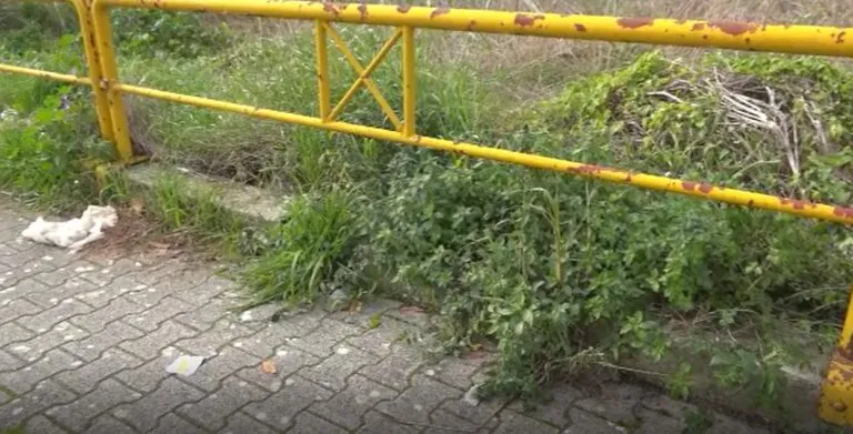 Verde Pubblico: al via il piano del taglio dell’erba
