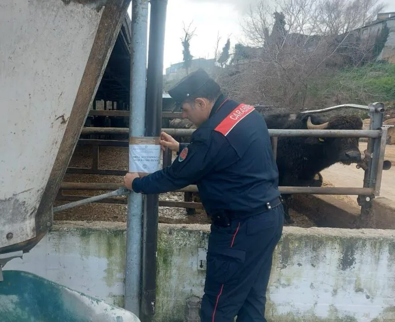 Carabinieri mettono sotto sequestro allevamento bufalino