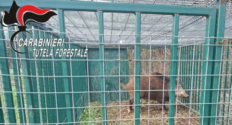Cinghiale fa irruzione in giardino e tiene in scacco una famiglia: arrivano i soccorsi