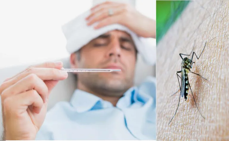 Dengue, 500mila casi in Brasile, sale l’allerta anche in Italia: i sintomi