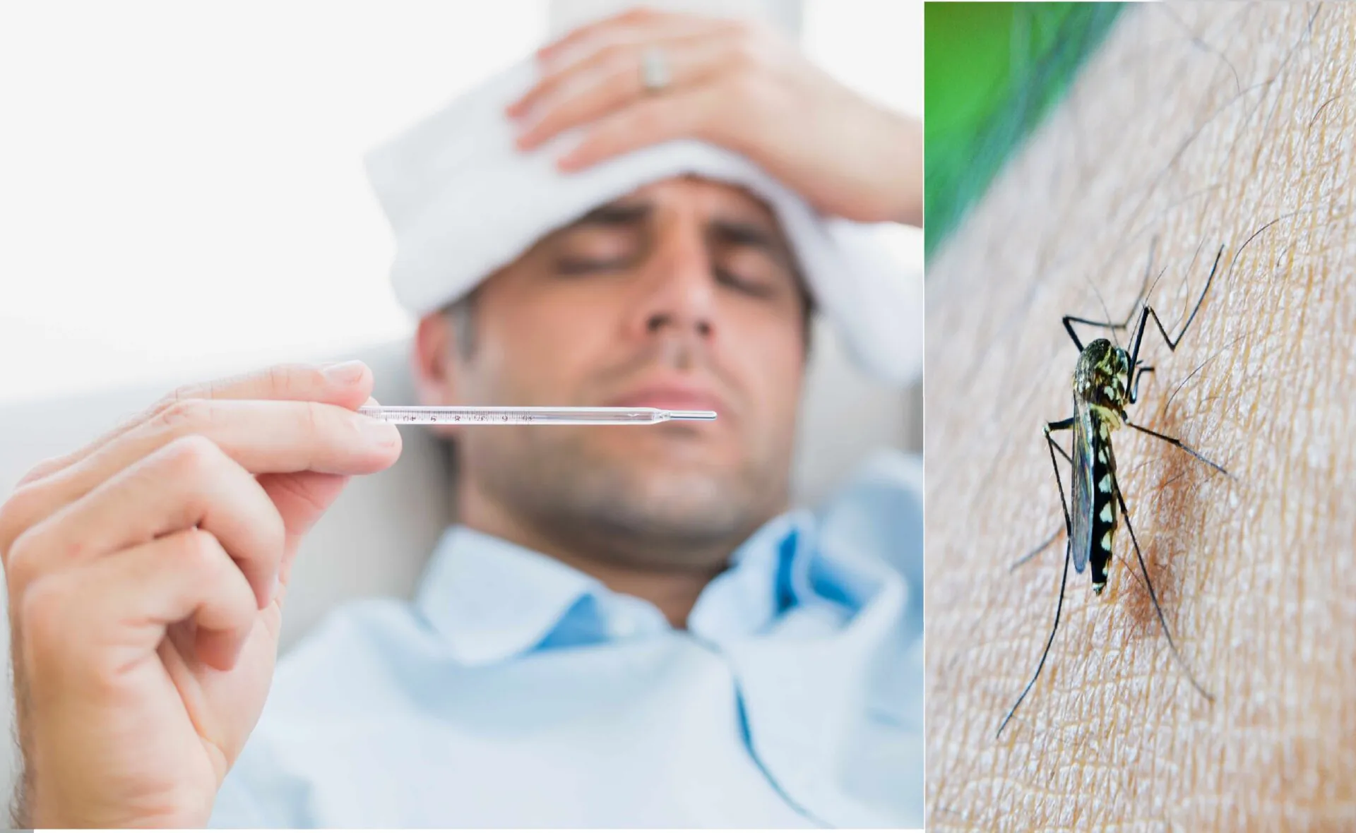dengue sintomi