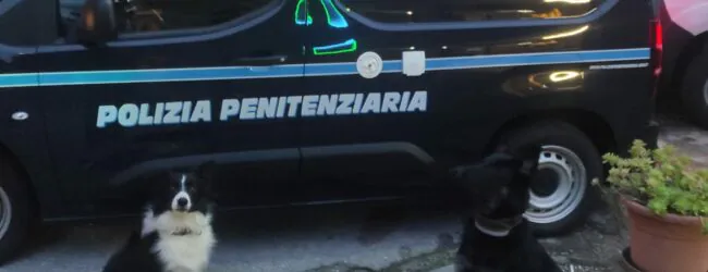 Cane trova 200 dosi di hashish lanciate dall’esterno