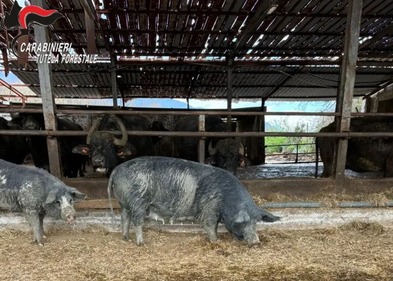Maialino nero, scoperto allevamento illegale