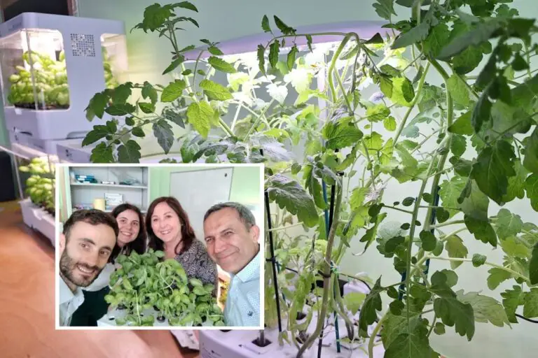 Serre idroponiche, all’Ics Giovanni XXIII si “coltiva” il futuro