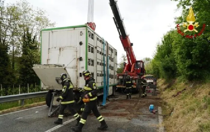 Camion si ribalta sull’Appia e perde carico di maiali