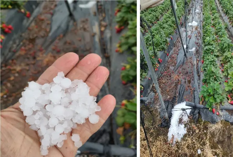 Torna l’inverno, grandinata nel Casertano: coltivazioni distrutte in una notte. FOTO