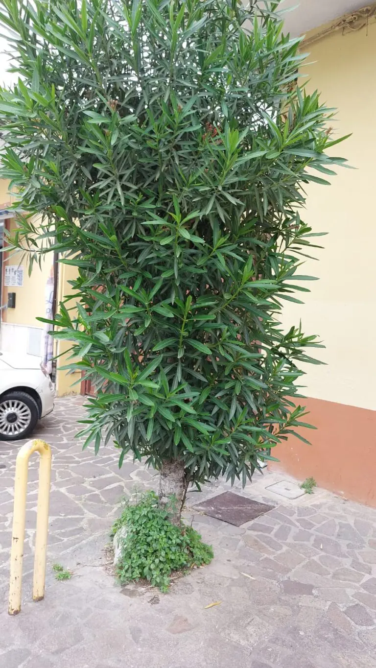 Alberi non potati sui marciapiedi, disagio per i pedoni