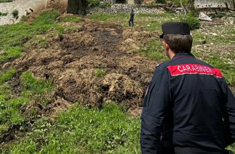 Montagna di letame nell’allevamento bovino, scatta il sequestro