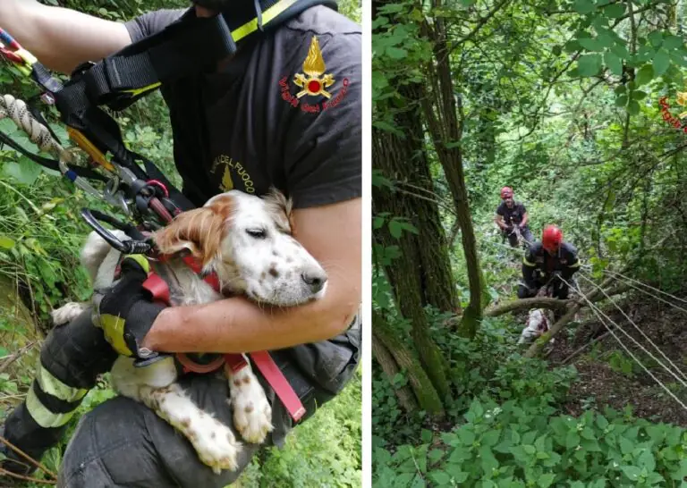 Cane finisce in dirupo di 100 metri: ecco come l’hanno trovato dopo 5 giorni