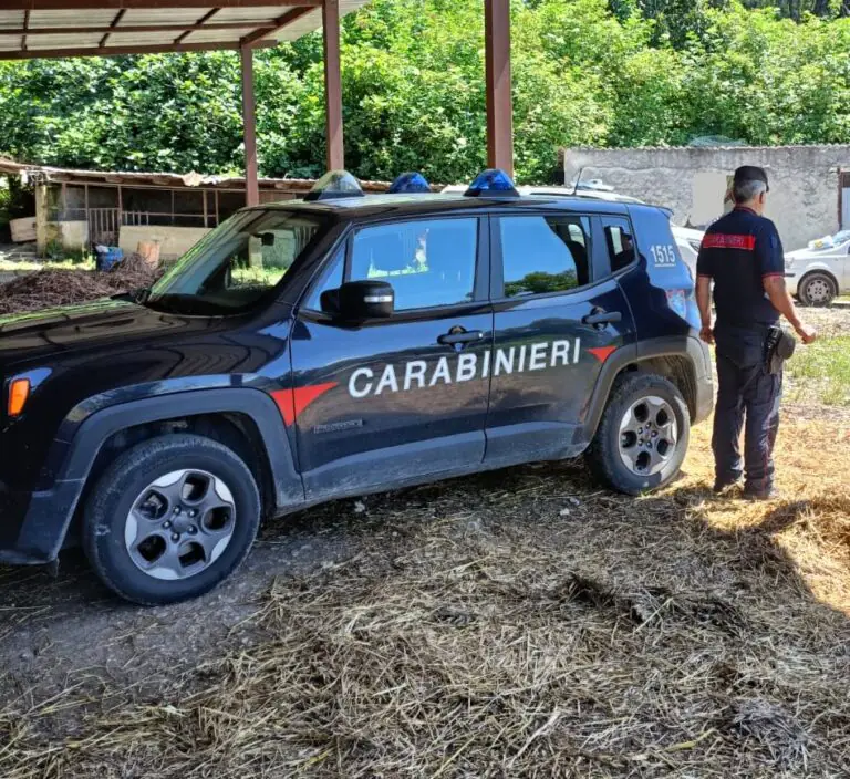 Rischio malattie, abbattuto intero allevamento di suini