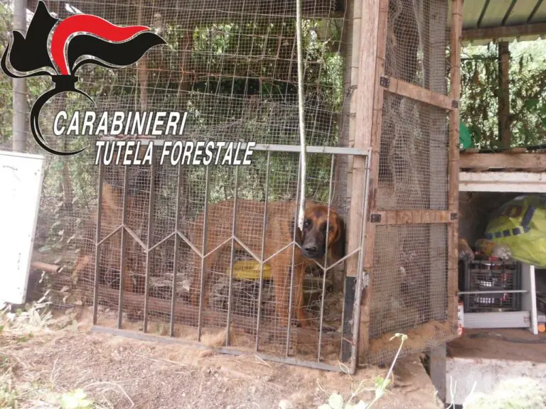 Cani maltrattati e chiusi in gabbia, blitz dei militari