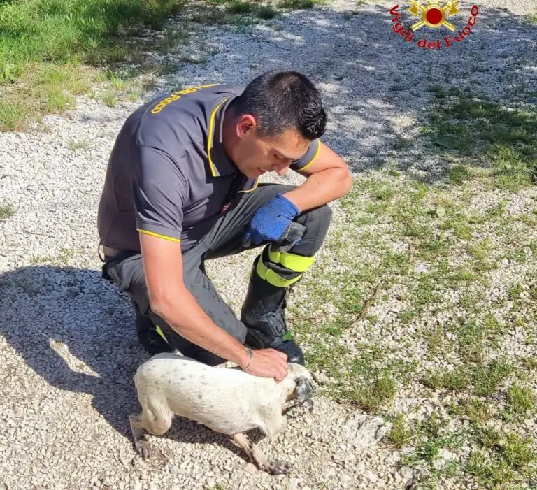 Cane finisce giù nel pozzo a 5 metri, piombano i vigili del fuoco