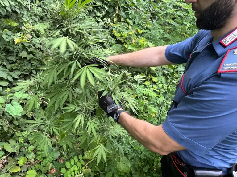 Piante di marijuana trovata nel frigo, beccato dal cane antidroga