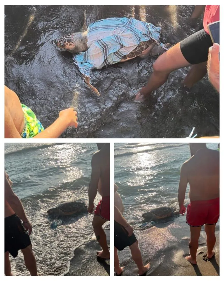 Maxi tartaruga in mezzo ai bagnanti del lido casertano
