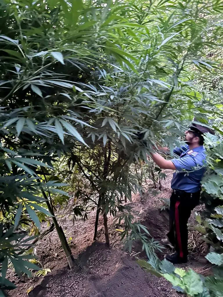 Marijuana coltivata tra i pomodori