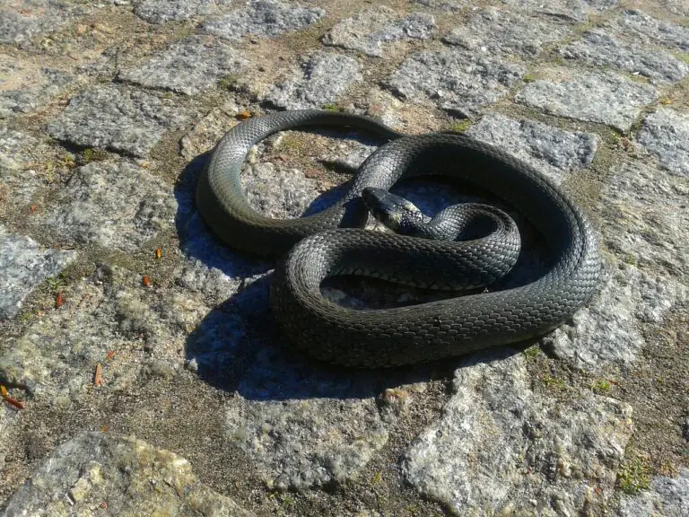 Serpente in auto di ritorno dal centro commerciale, scatta l’allarme