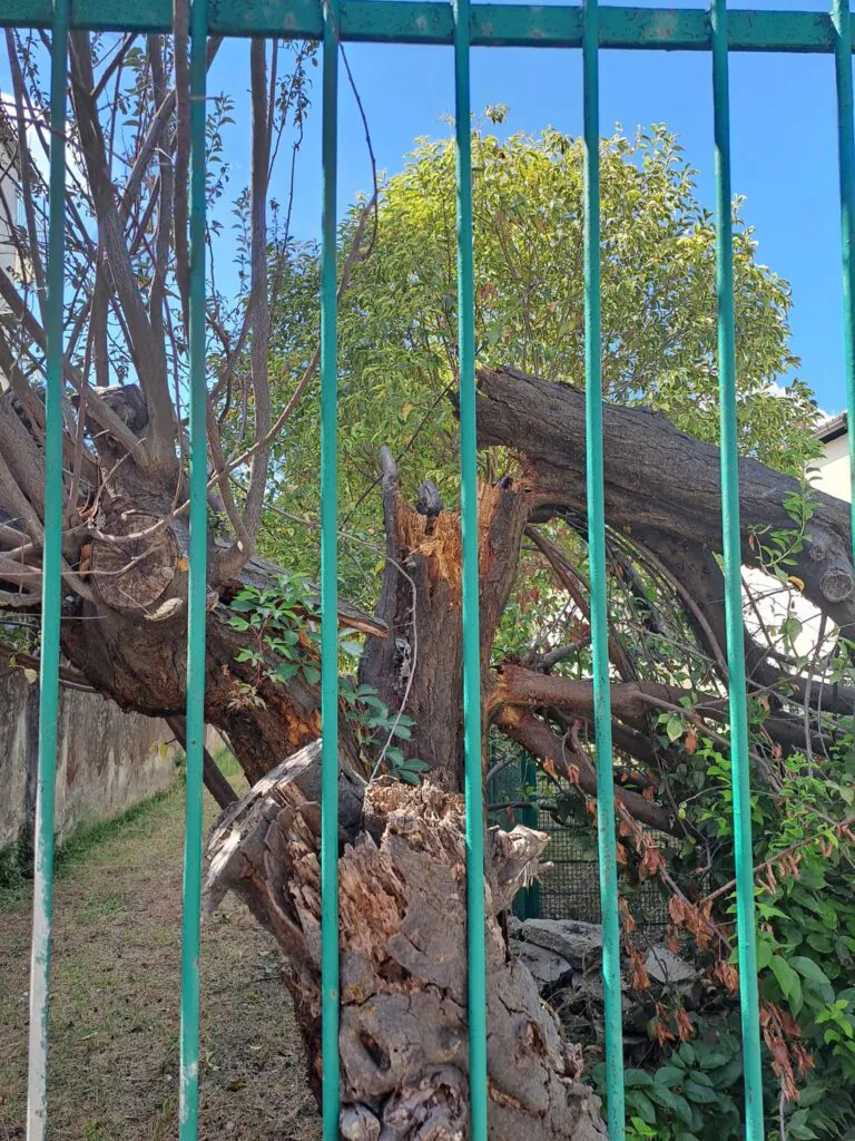 Albero si spezza per il forte vento e cade nell’area della scuola