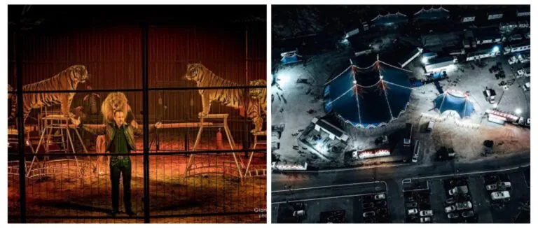 Torna il circo in città con un nuovo e grande spettacolo