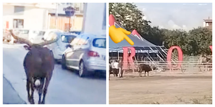 Bufalo indiano scappa dal circo ed entra nel centro storico seminando lo scompiglio