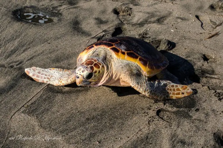 Trovata tartaruga senza vita in spiaggia