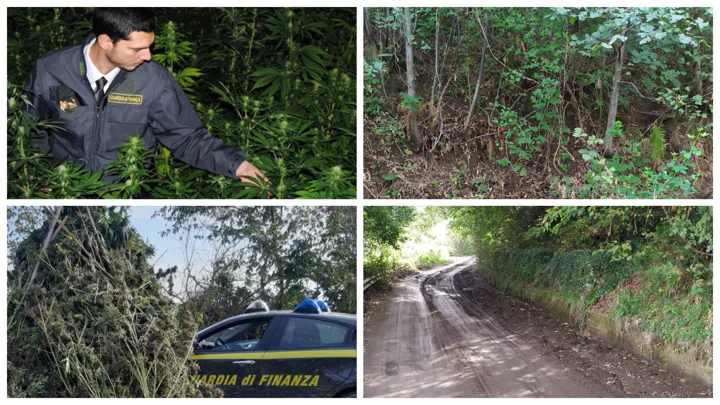 Maxi piantagione di marijuana sequestrata dalla Finanza sulla collina del Casertano