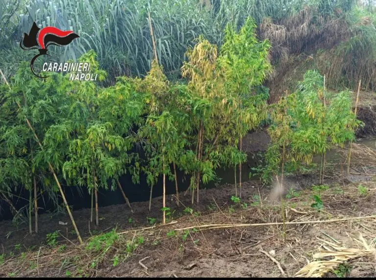 Ottanta chili di marijuana coltivati in un terreno della zona Asi