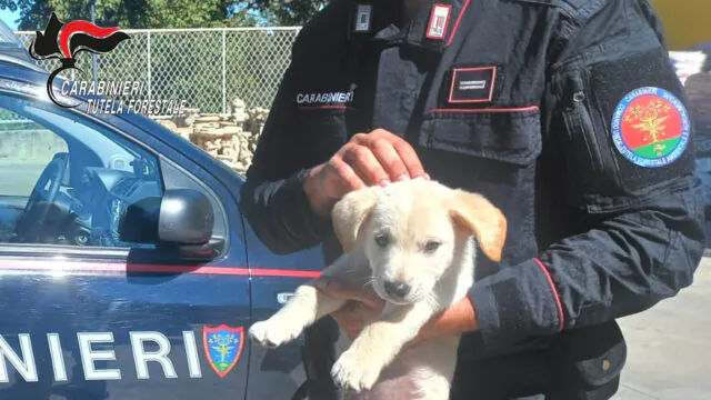 Scoperto traffico illecito di cuccioli, giovane nei guai