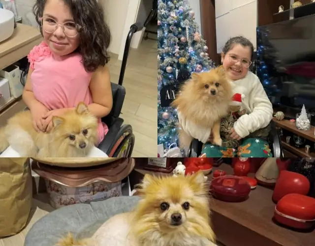 Maui è tornato a casa: ladri fanno ritrovare il cane della piccola Miriam