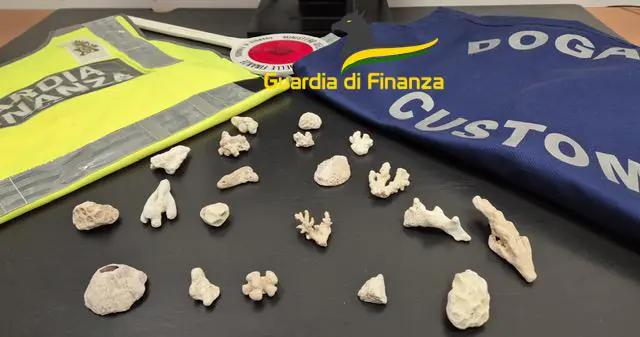 Torna dalla Turchia con 20 esemplari non autorizzati