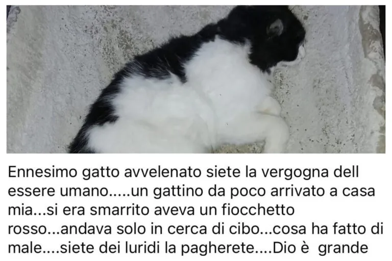 Strage di gatti nella frazione, residenti lanciano l’allarme