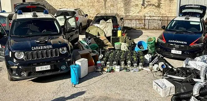 Centro di coltivazione di marijuana in casa: beccato con 7 chili di droga