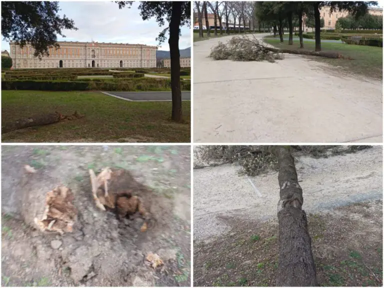 Vento forte abbatte alberi nella piazza davanti alla Reggia