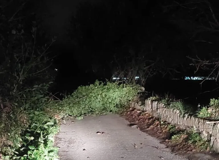 Cede un albero, strada bloccata