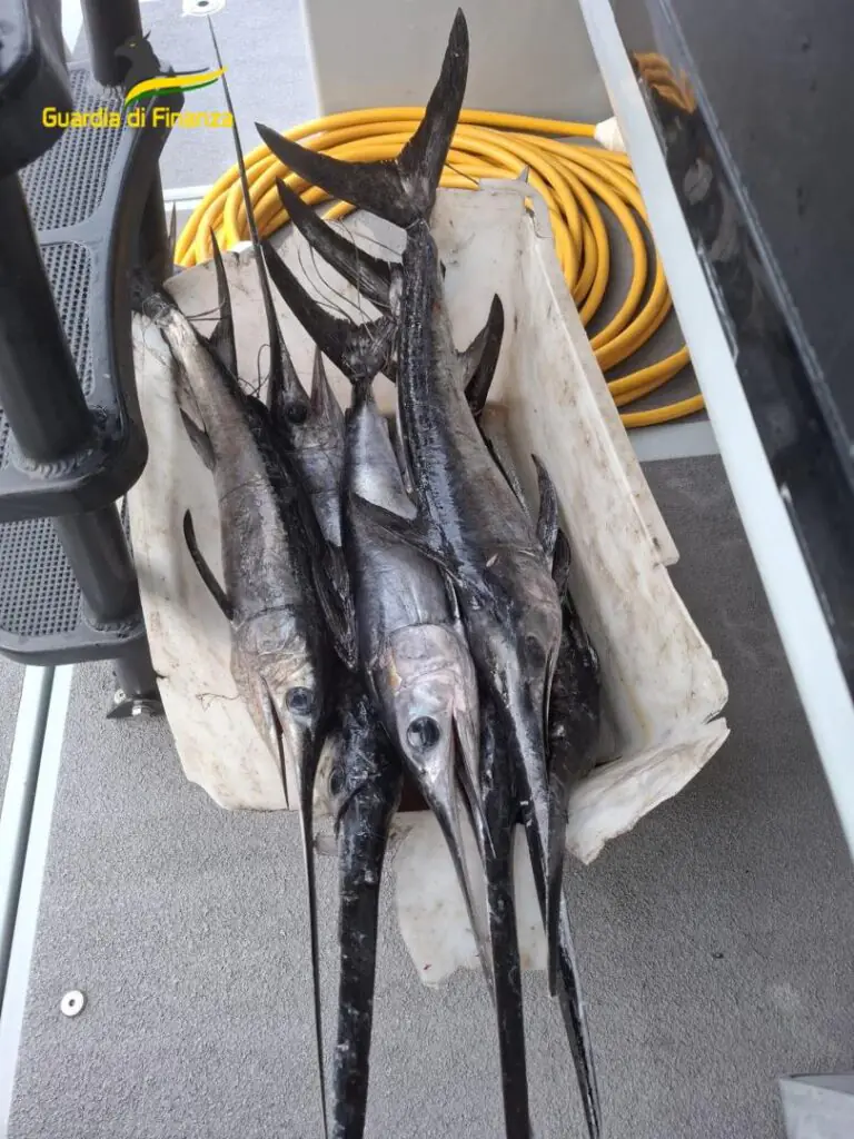 Pesce spada fuori misura, sequestri e multe