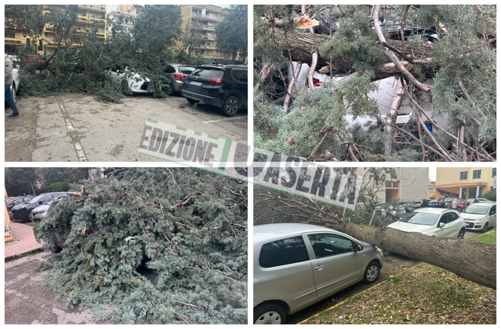 Grosso albero si schianta nel parcheggio della scuola durante l’Open Day
