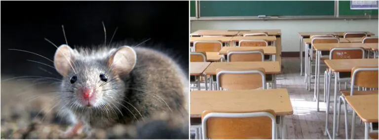 Topi a scuola, plesso chiude di nuovo