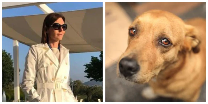 Piano di sterilizzazione gratuito per i cani padronali: riaperti i termini delle domande