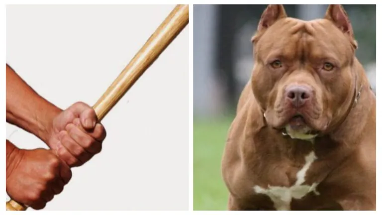 Veterinari dell’Asl vanno a recuperare cani aggressivi e il padrone li attacca a bastonate
