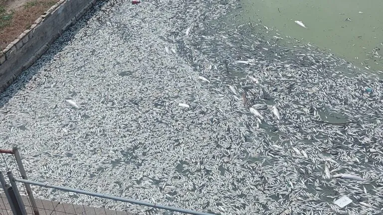 Fauna acquatica morta: sequestrato impianto di sollevamento sul litorale