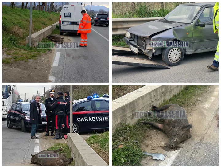 Incidente choc in curva, auto contro grosso cinghiale