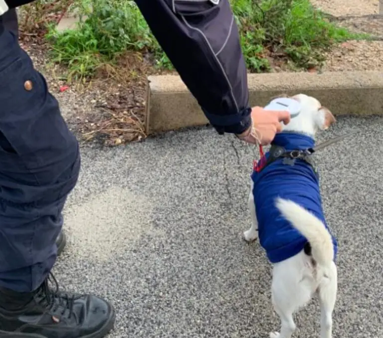 Lei lo lascia, lui le porta via il cane