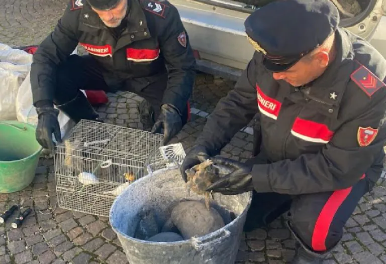 In fuga dai carabinieri, lancia cardellini durante inseguimento