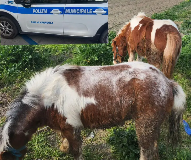 Polizia sequestra 2 cavalli e denuncia il conduttore