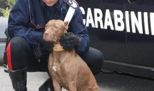 In casa 4 pibull e nella cappella votiva anche la droga