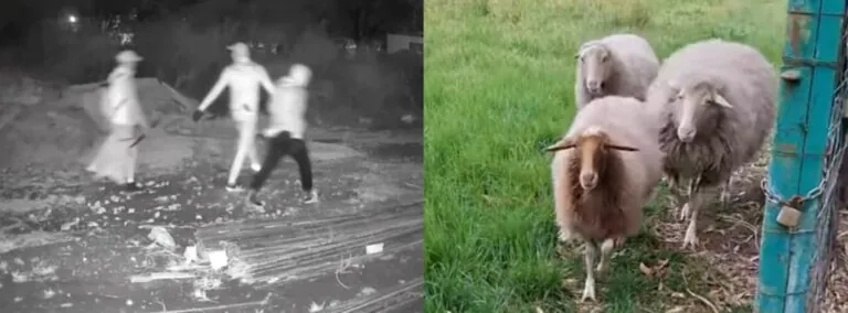 Raid alla nota attività animalista: ladri rubano pecore