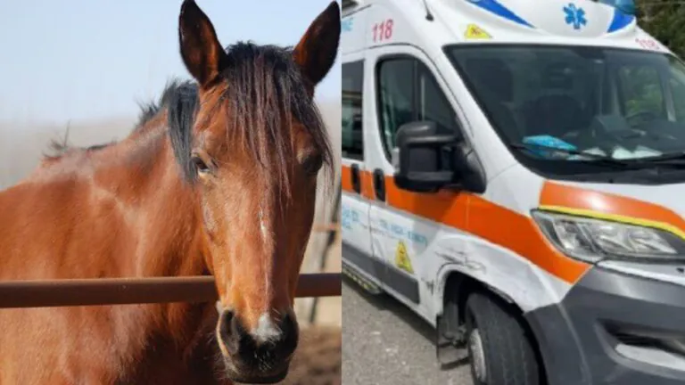 Pasquetta a cavallo nell’area equestre: sbalzato resta ferito